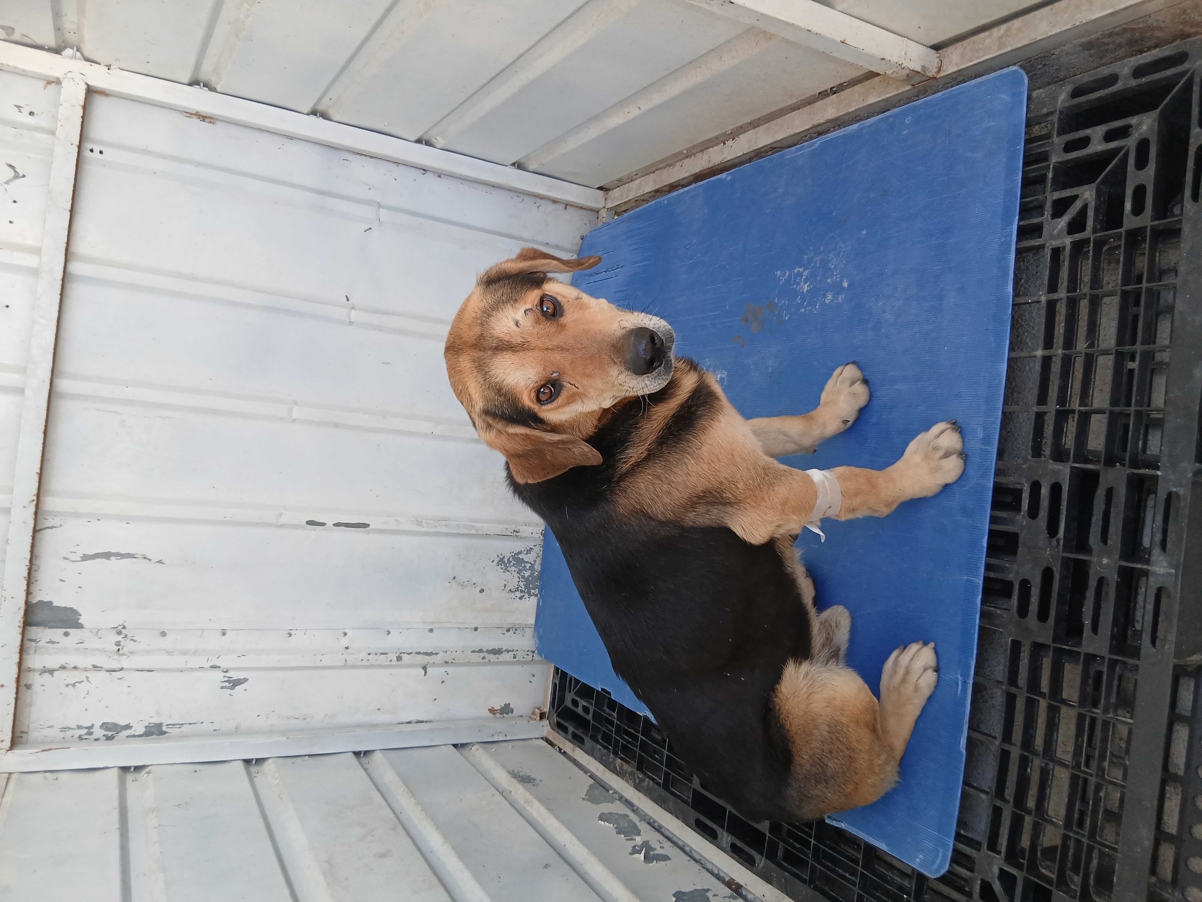 Labrador