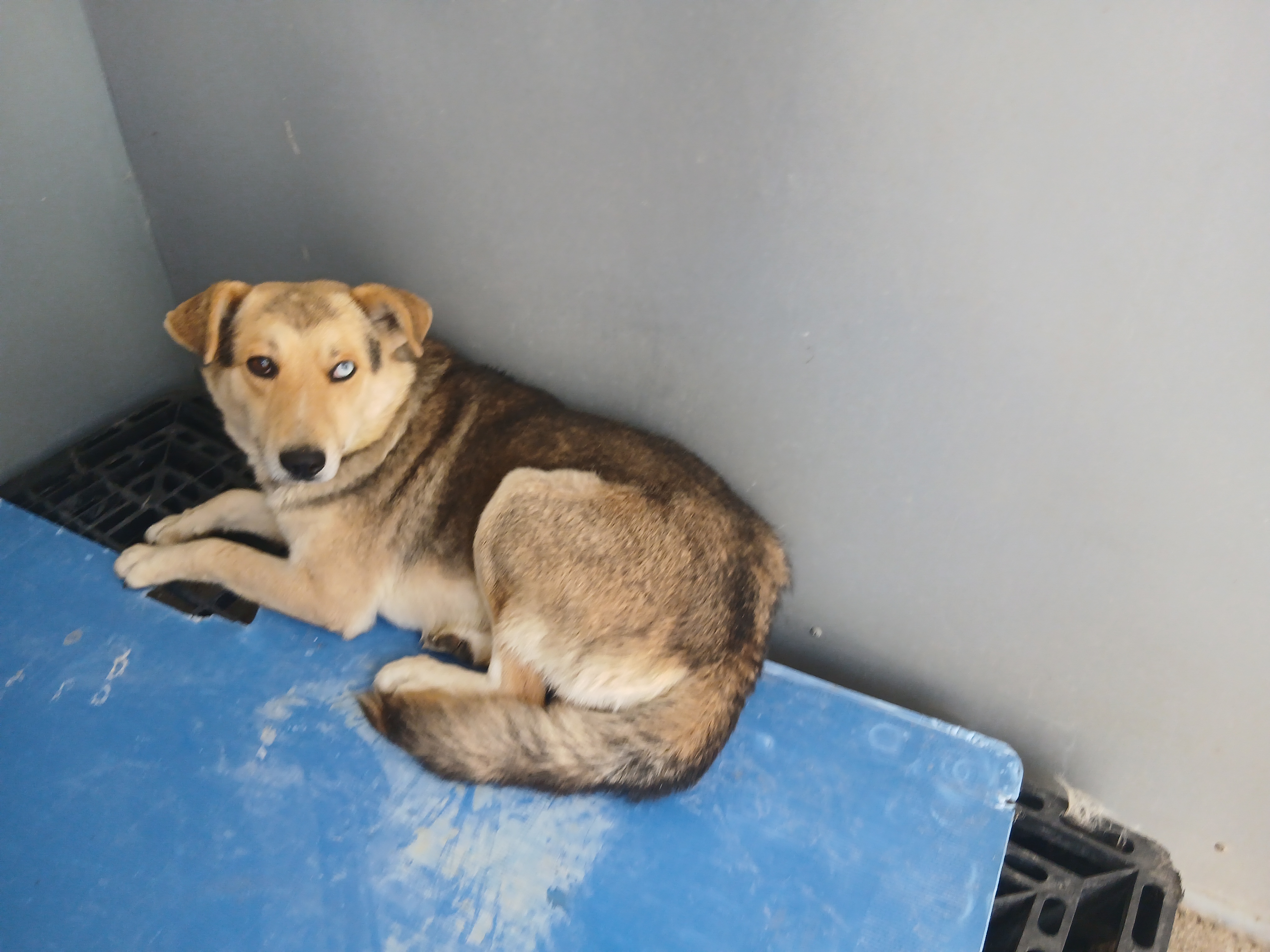 Labrador