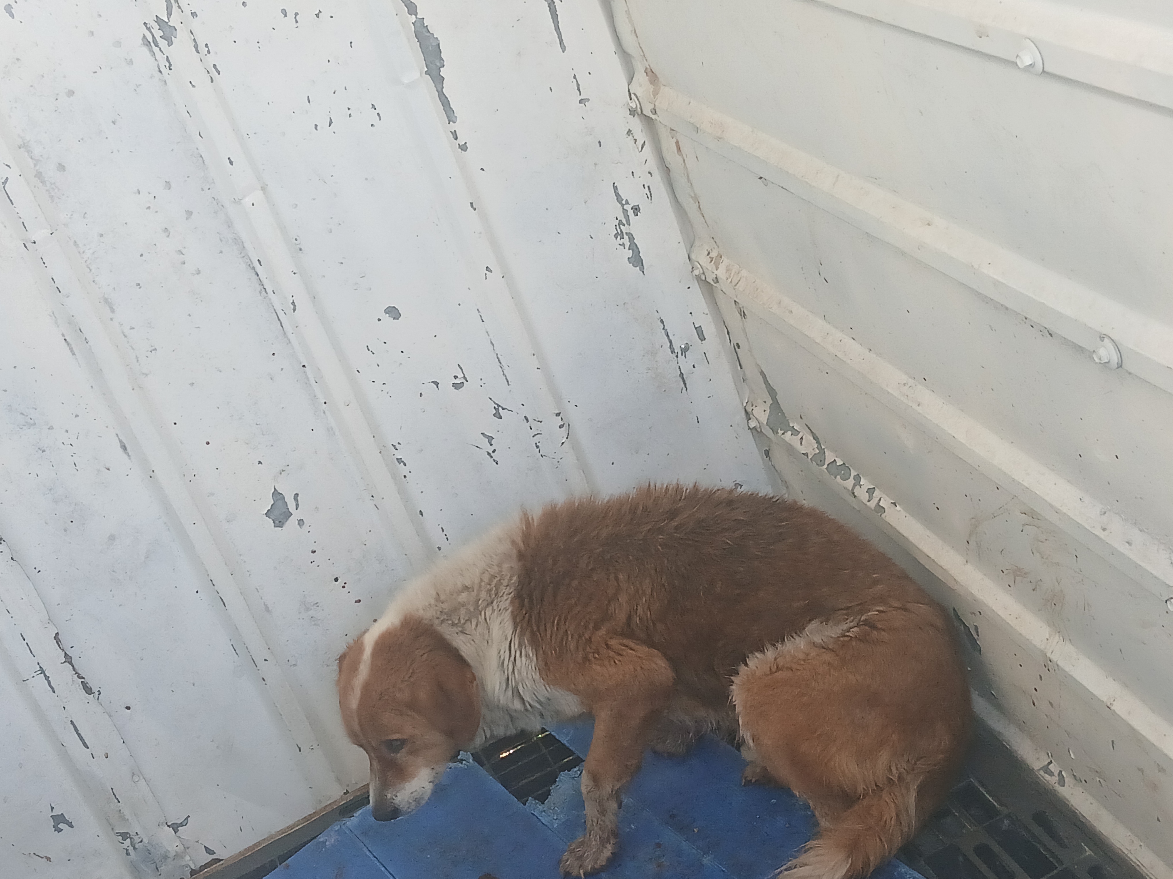 Labrador