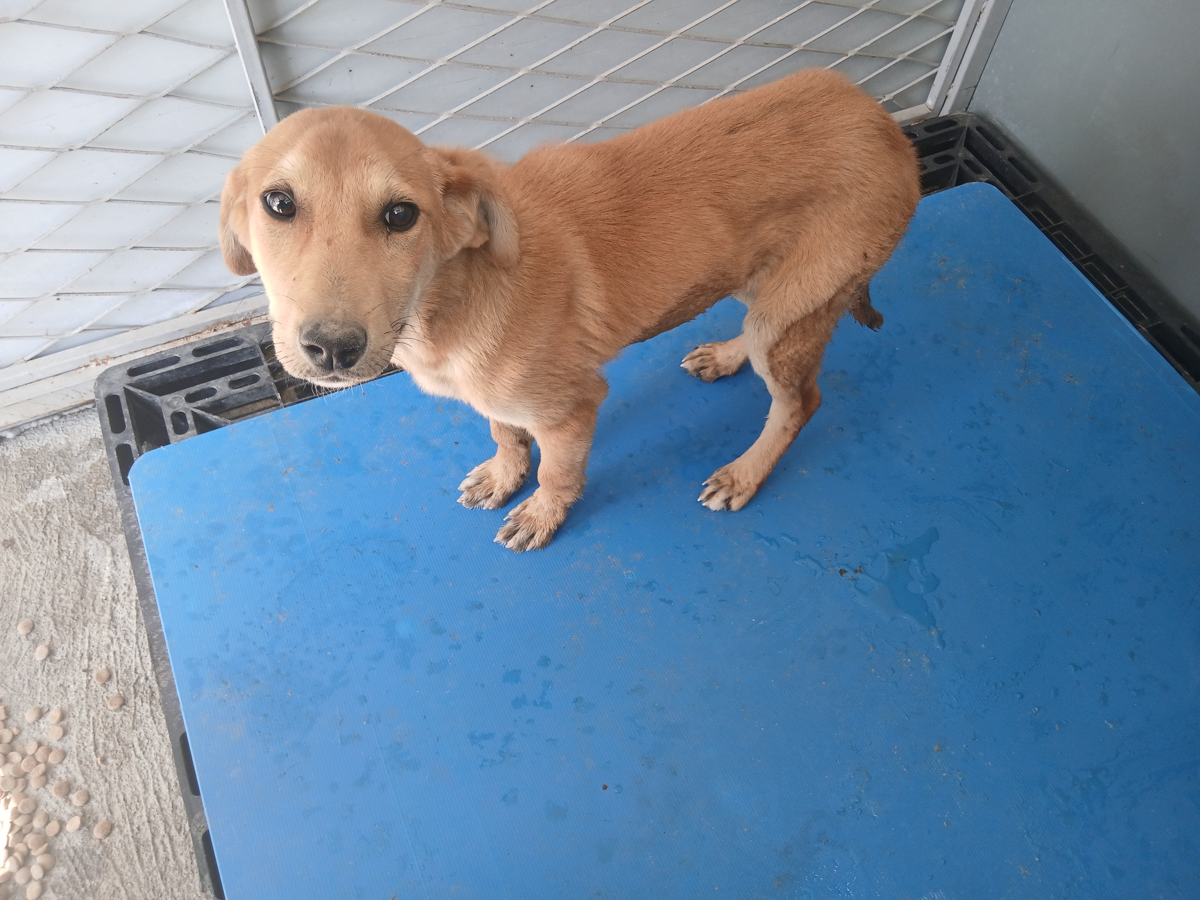 Labrador