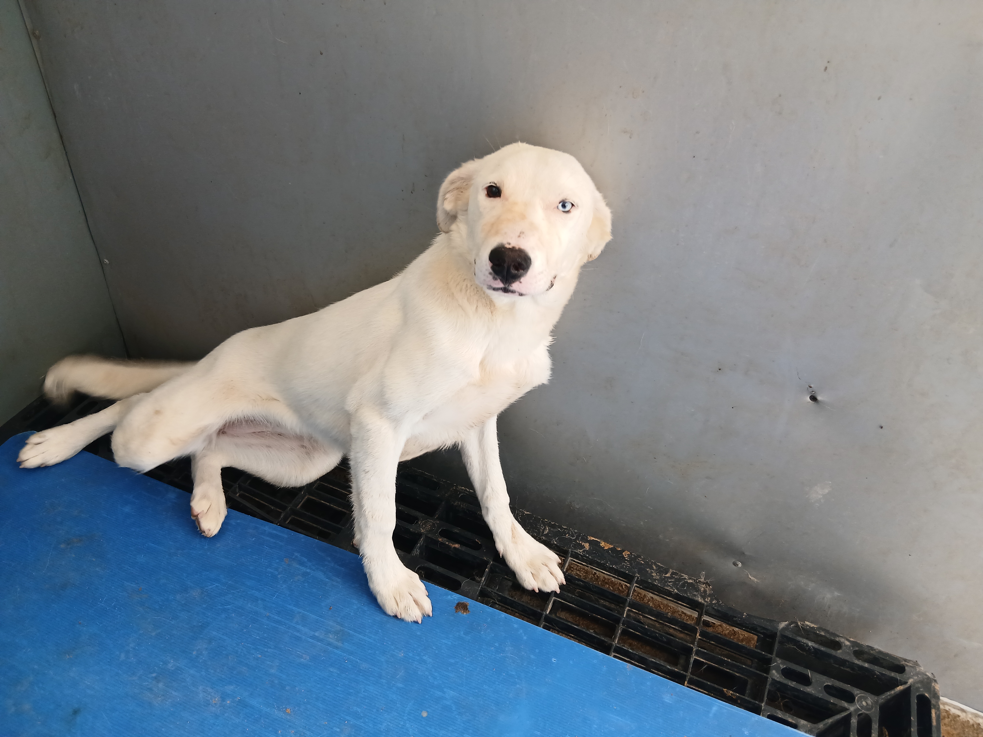 Labrador