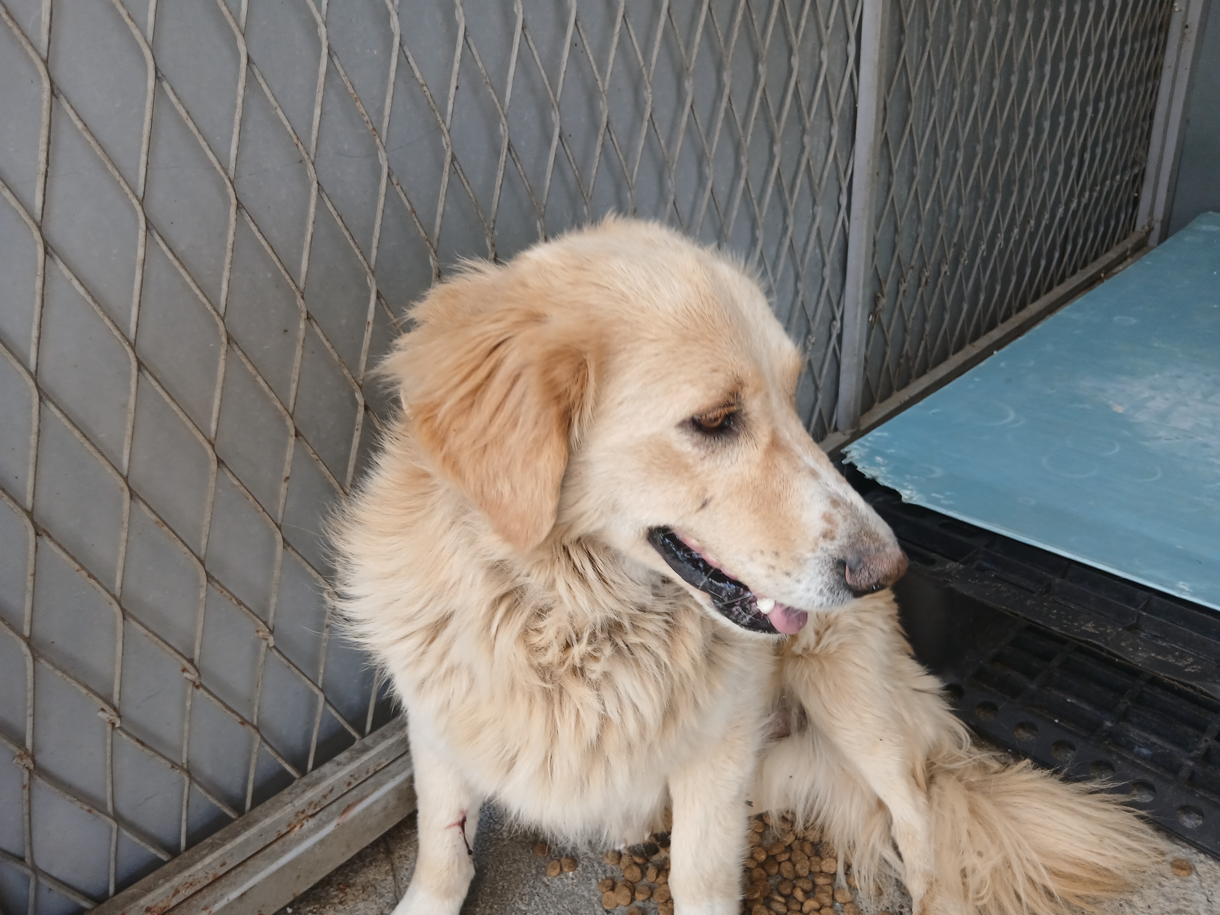 Labrador