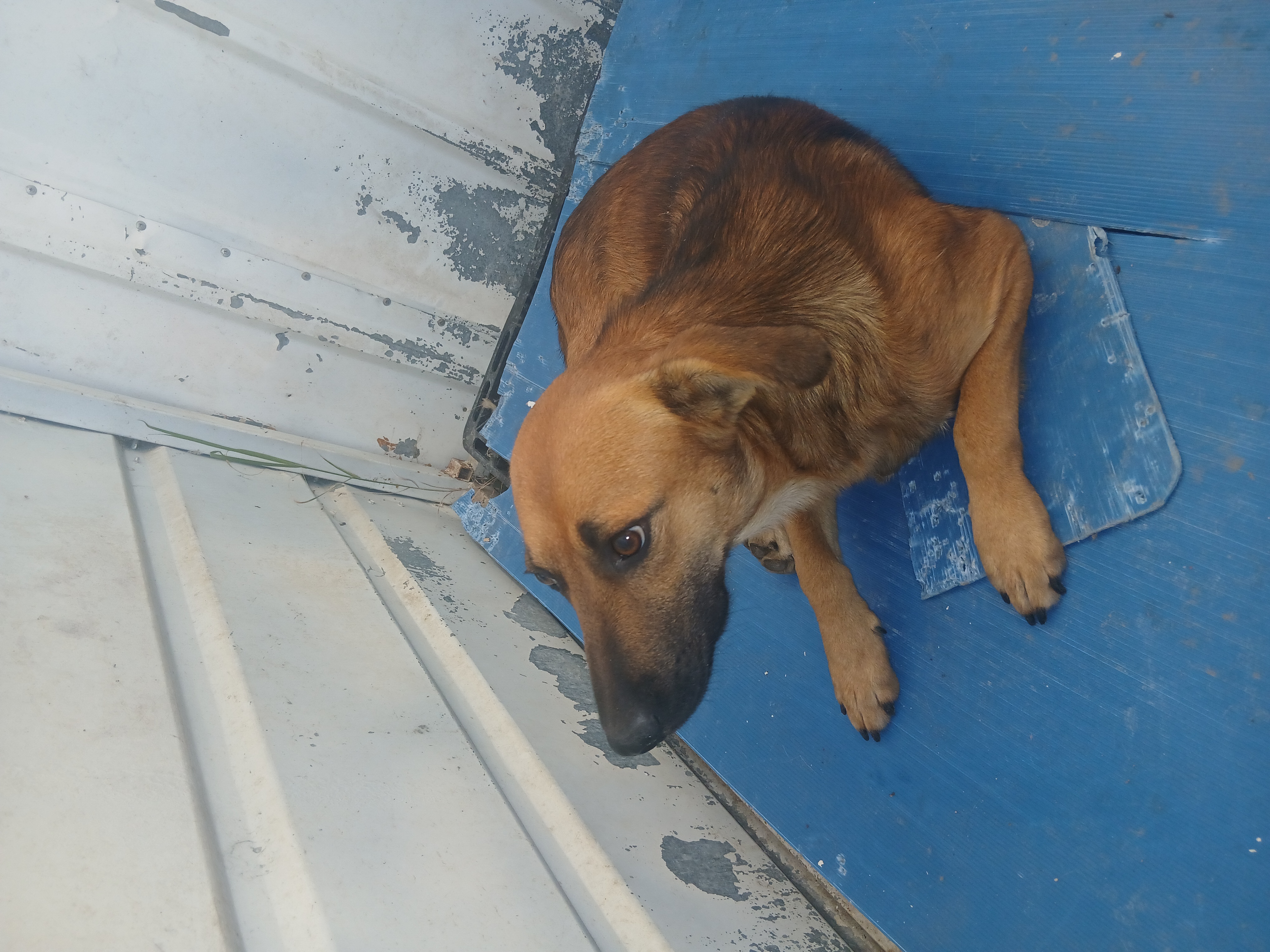 Labrador